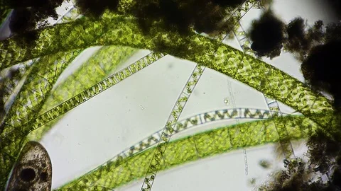 unicellular microorganism in pond water ... | Stock Video | Pond5