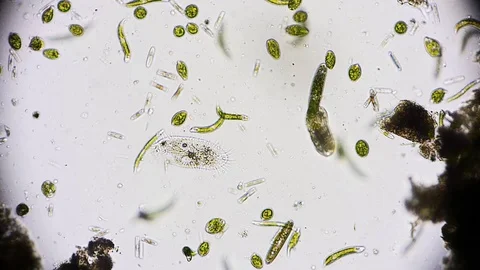 unicellular microorganism in pond water ... | Stock Video | Pond5
