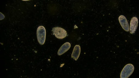 unicellular microorganism in pond water ... | Stock Video | Pond5