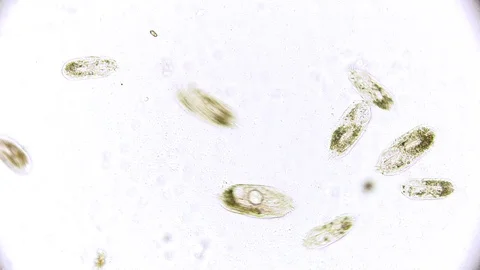 Unicellular Microorganisms Stock Footage ~ Royalty Free Stock Videos ...