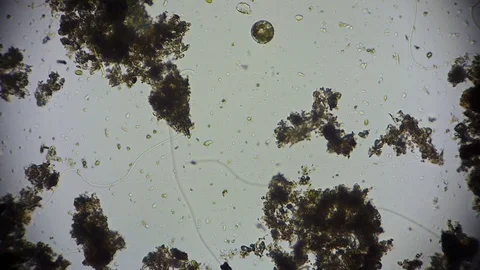 Unicellular Microorganisms Stock Footage ~ Royalty Free Stock Videos ...
