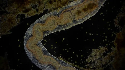 Unicellular Microorganisms Stock Footage ~ Royalty Free Stock Videos ...