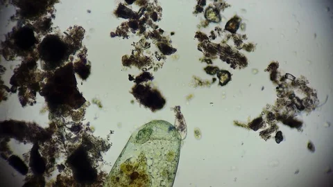 unicellular microorganism in pond water ... | Stock Video | Pond5