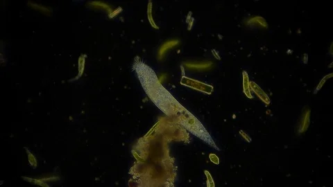 Unicellular Microorganisms Stock Footage ~ Royalty Free Stock Videos ...