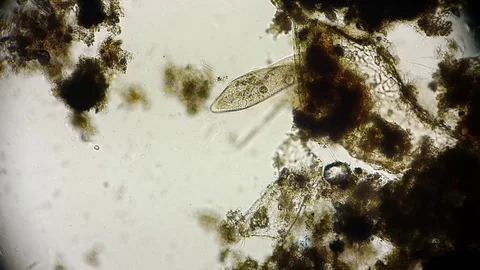 unicellular microorganism in pond water ... | Stock Video | Pond5
