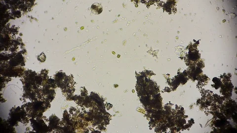 unicellular microorganism in pond water ... | Stock Video | Pond5