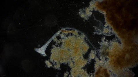 unicellular microorganism in pond water ... | Stock Video | Pond5