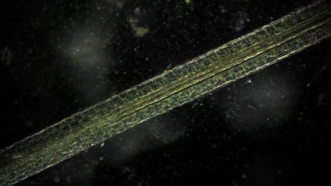 Unicellular Microorganisms Stock Footage ~ Royalty Free Stock Videos ...