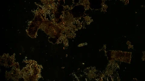unicellular microorganism in pond water ... | Stock Video | Pond5