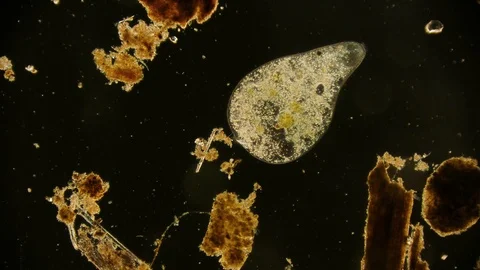 Unicellular Microorganisms Stock Footage ~ Royalty Free Stock Videos ...