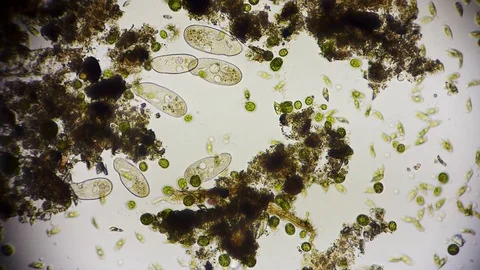 Unicellular microorganism in pond water under the microscope Stock Footage