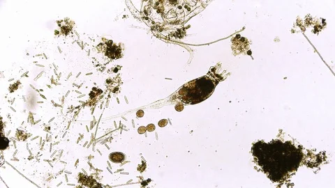 Unicellular Microorganisms Stock Footage ~ Royalty Free Stock Videos ...