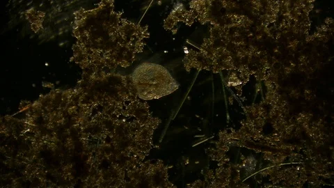 Unicellular Microorganisms Stock Footage ~ Royalty Free Stock Videos ...