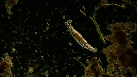 Unicellular Microorganisms Stock Footage ~ Royalty Free Stock Videos ...