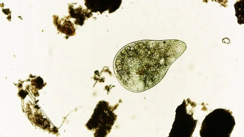 Unicellular Microorganisms Stock Footage ~ Royalty Free Stock Videos ...