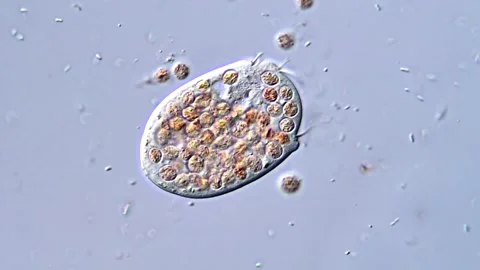 Unicellular protozoa under microscopy view 库存影片 318002700