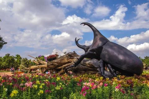 Unicorn beetle Stock Photos