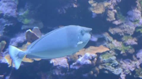 Unicorn fish Stock Footage 22315962