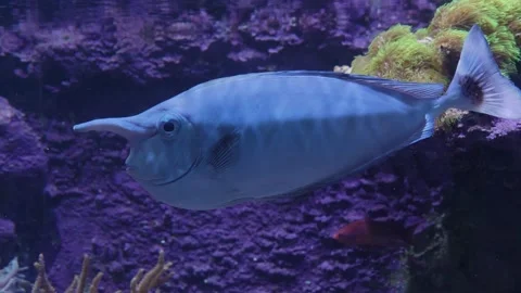 Unicorn fish	 Stock Footage 135992273