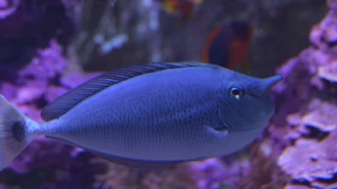 An unicorn fish  Stock Footage 258077407