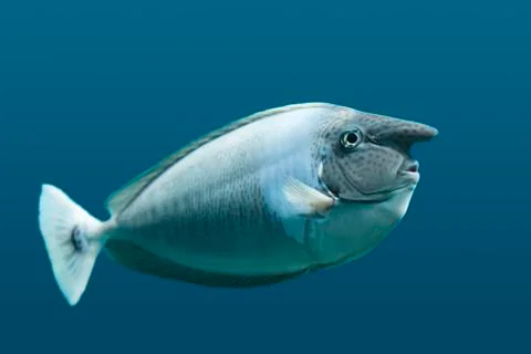 Unicorn Fish Stock Photos
