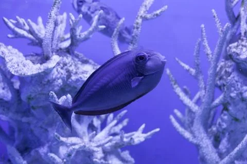 Unicornfish close up Foto stock
