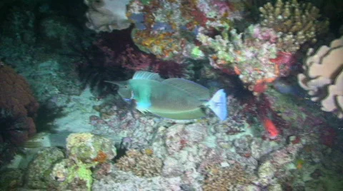 Unicornfish Stock Footage 350952