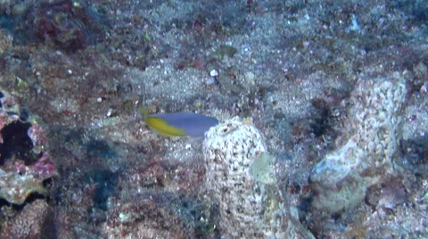 Unidentified grey and yellow dottyback swimming on wreckage, Pseudochromis sp., Stock Footage 62241046