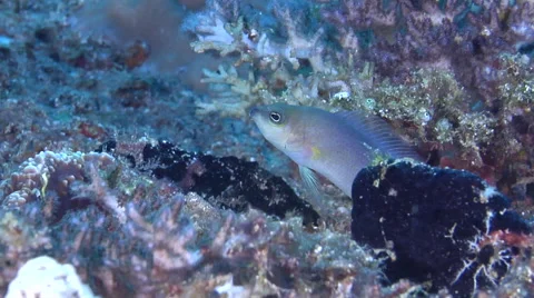 Unidentified grey and yellow dottyback swimming on hard coral microhabitat, Stock Footage 62241565