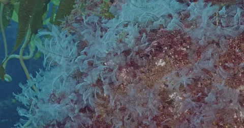 Unidentified hydroids swaying in the surge Stock Footage 346242707