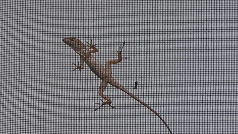 Unidentified lizard on porch screen Stock Footage 335159255