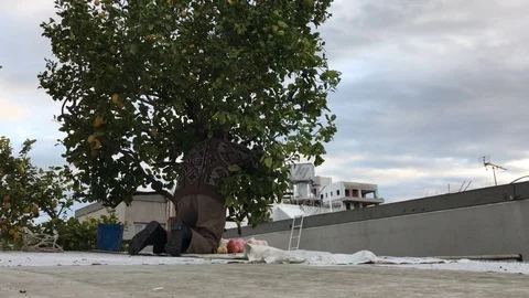 Unidentified Man Collecting Lemons from a tree Stock-Footage 100406472