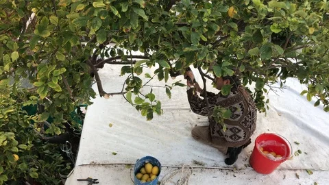Unidentified Man Cut Lemon Tree Twig with a Shawnee. Domestic Worker Stock Footage 100596308
