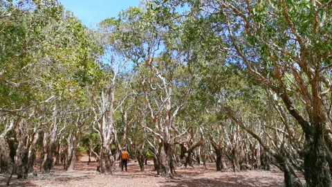 Unidentified man with an orange back pack in Melaleuca leucadendra trees forest. Stock Footage 139850681