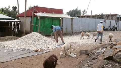 Unidentified men thresh a pile of garlic in rural Ethiopia Stock Footage 80729984