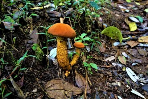 Unidentified orange-brown mushrooms in Juan Castro Blanco National Park Stock Photos