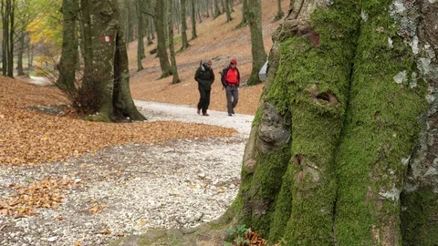 Unidentified people walking on a beech tree forest during fall day. Stock Footage 82735273