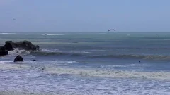 Ano Nuevo Surfing