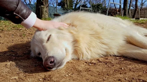 An unidentified woman's hand stroking a cute sleeping light dog Stock Footage 125584545