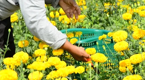 Unidentified worker is picking marigold flowers for sell to flower marget. Stock Footage 48043105