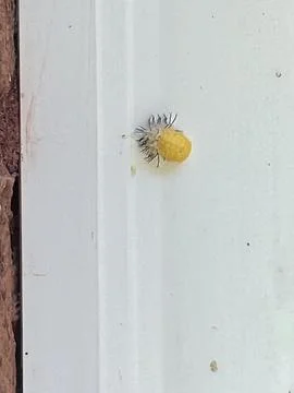Unidentified yellow bug Stock-Fotos