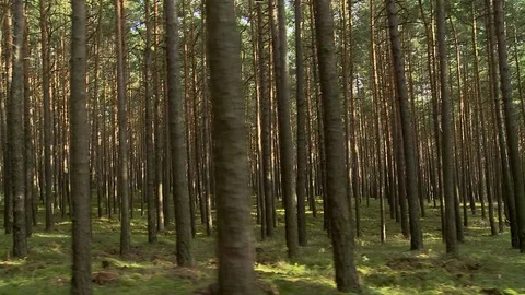 Uniform Driving through a Summer Forest with many Pines Stock-Footage 72752409