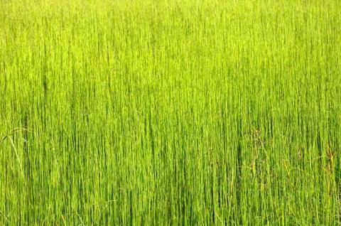 Uniform green grass background Stock Photos