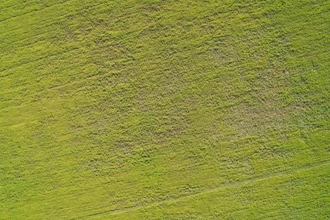 Uniform green grass texture of a dense meadow suitable for nature backgrounds Stock Photos