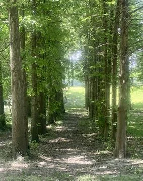 Uniform Trees Stock Photos