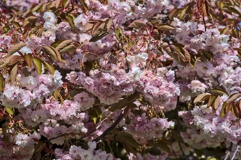Uniform view of delicate spring pink cherry (Prunus Shogets Oku Miyako) blossom Stock Photos