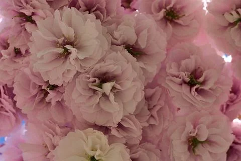 Uniform view of delicate spring pink cherry (Prunus Shogetsu Oku Miyako) blossom Stock Photos