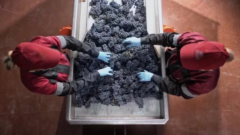 Uniformed winery workers sort bunches of grapes on a vibrating table. Stock-Footage 268745355