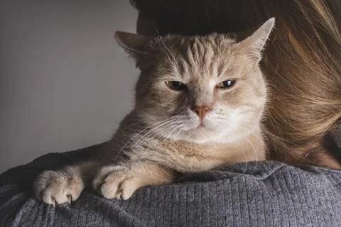 Unimpressed and offended grumpy cat closeup portrait Stock Photos