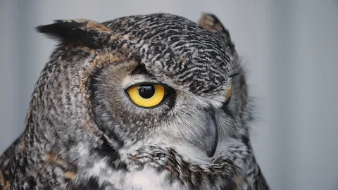 Unimpressed owl Stock Footage 116117062